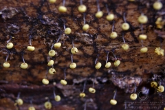 10_Physarum_viride_20090809S04_0908_13484