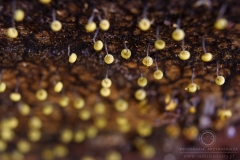 11_Physarum_viride_20090809S04_0908_13483