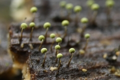13_Physarum_viride_20110815S02_110815_19644