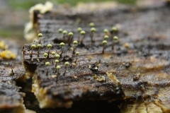 14_Physarum_viride_20110815S02_110815_19642