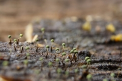 15_Physarum_viride_20110815S02_110815_19646