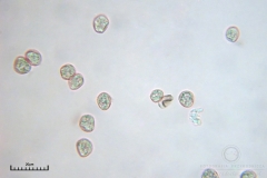 01_m_Physarum_viride_var_aurantium_20090809S02_4091_OBR