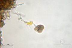 02_m_Physarum_viride_var_aurantium_20090809S02_4088_OBR
