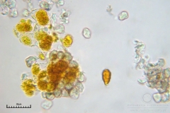 03_m_Physarum_viride_var_aurantium_20090809S02_4079_OBR