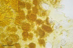 04_m_Physarum_viride_var_aurantium_20090809S02_4080_OBR