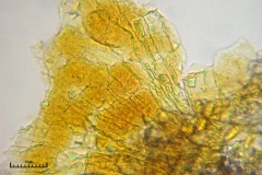 05_m_Physarum_viride_var_aurantium_20090809S02_4086_OBR