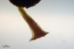 07_m_Physarum_viride_var_aurantium_20090809S02_4081_OBR