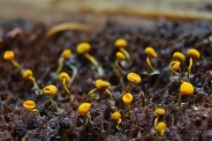 08_Physarum_viride_var_aurantium_20090809S02_0908_13475