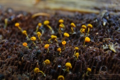 09_Physarum_viride_var_aurantium_20090809S02_0908_13474