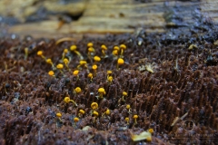 10_Physarum_viride_var_aurantium_20090809S02_0908_13473