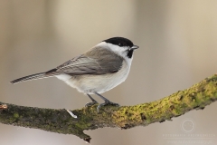 130125_04561