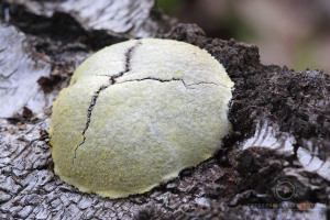 Reticularia lycoperdon - Samotek zmienny