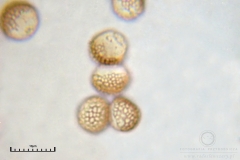 01_m_Reticularia-_lycoperdon_20090421S01_3919_OBR