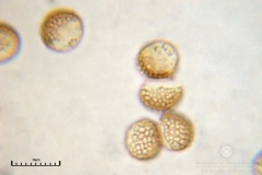 02_m_Reticularia-_lycoperdon_20090421S01_3916