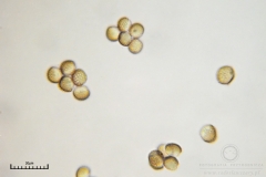 03_m_Reticularia-_lycoperdon_20090421S01_3912
