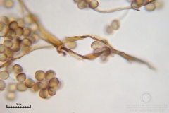 04_m_Reticularia-_lycoperdon_20090421S01_3909