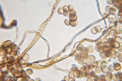 05_m_Reticularia-_lycoperdon_20090421S01_3907