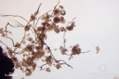 06_m_Reticularia-_lycoperdon_20090421S01_3905