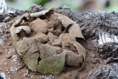 07_Reticularia-_lycoperdon_20090421S01_0904_12229