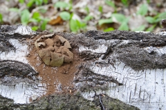 08_Reticularia-_lycoperdon_20090421S01_0904_12226