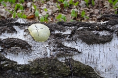 11_Reticularia-_lycoperdon_20090421S01_0904_12203