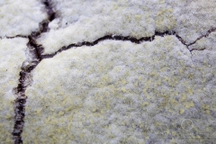 Reticularia-_lycoperdon_20090421S01_0904_12210