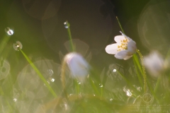 110424_17648