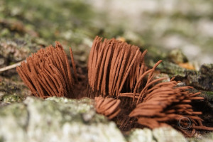 Stemonitis axifera - Paździorek rdzawy