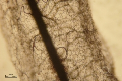 06_Stemonitis_axifera_20110618S01_S6307235_obr