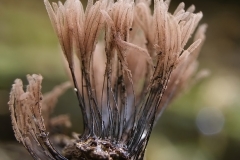 11_Stemonitis_axifera_20100620S01_1006_15680