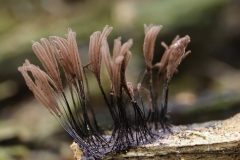 12_Stemonitis_axifera_20100620S01_1006_15678