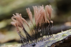 13_Stemonitis_axifera_20100620S01_1006_15677