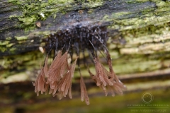 14_Stemonitis_axifera_20100620S01_1006_15674