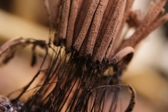 15_Stemonitis_axifera_20110618S02_110618_18079
