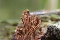 16_Stemonitis_axifera_20100620S02_1006_15682