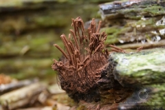 17_Stemonitis_axifera_20100620S02_1006_15681
