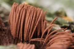 18_Stemonitis_axifera_20110618S01_110618_18076