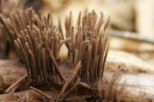 Stemonitis fusca - Paździorek ciemny