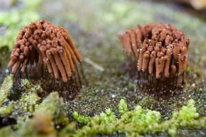 Stemonitis smithii - Paździorek drobny