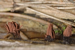 06_Stemonitis_smithii_20100522S03_1005_15290