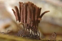 07_Stemonitis_smithii_20100522S03_1005_15286