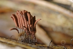 08_Stemonitis_smithii_20100522S03_1005_15283