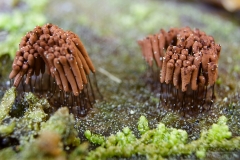 09_Stemonitis_smithii_20100522S02_1005_15282