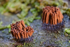10_Stemonitis_smithii_20100522S02_1005_15278