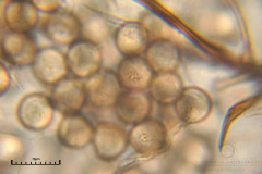 01_Stemonitis_typhina_20100805S01_S6307212_obr