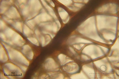 04_Stemonitis_typhina_20100805S01_S6307208_obr