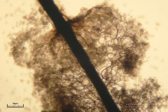 05_Stemonitis_typhina_20100805S01_S6307217_obr