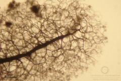 06_Stemonitopsis_typhina_20110815S01_S6307243_obr