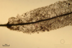 07_Stemonitopsis_typhina_20110815S01_S6307241_obr