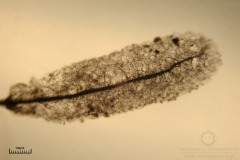 08_Stemonitopsis_typhina_20110815S01_S6307240_obr